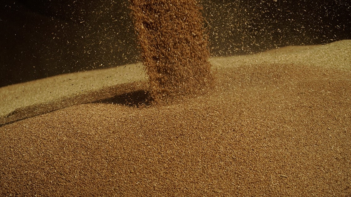 Rusya Devlet Başkanı Putin: Bu Yıl 55-60 Milyon Ton Tahıl İhraç Edeceğiz