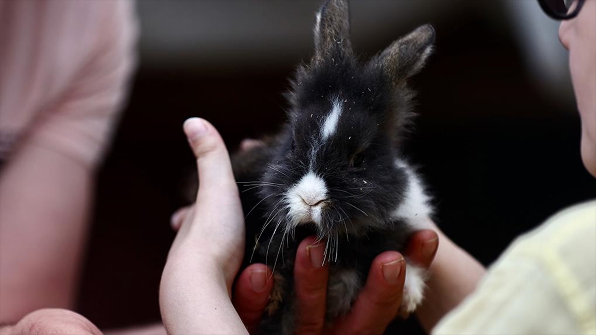 Tavşan "yumoş" Ve Yavruları Özel Öğrencilerin Can Dostu Oldu