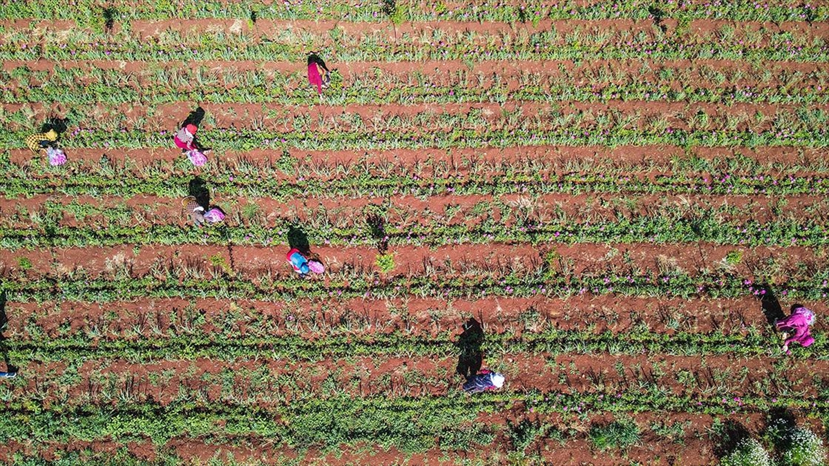 İdlib'de Pembeye Bürünen Bahçelerdeki Gül Hasadı Yerinden Edilenlere İş İmkanı Sağlıyor