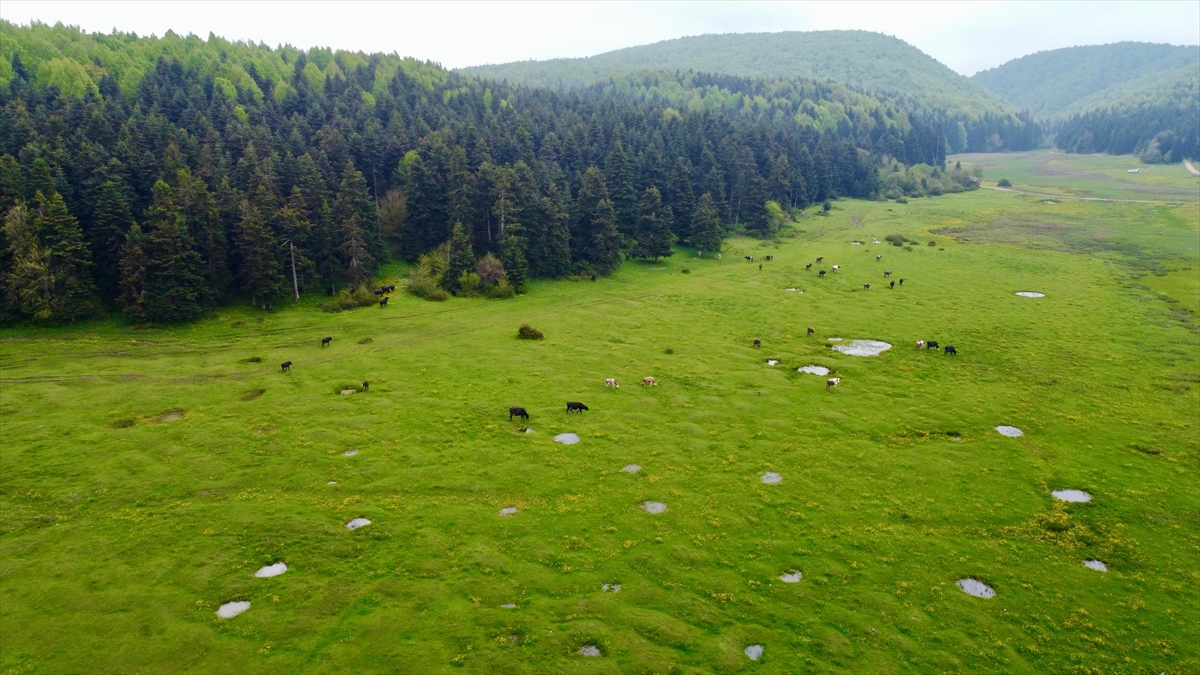 At Yaylası, Yeşillenen Otlaklarıyla Yılkı Atlarını Ve Hayvan Sürülerini Ağırlıyor
