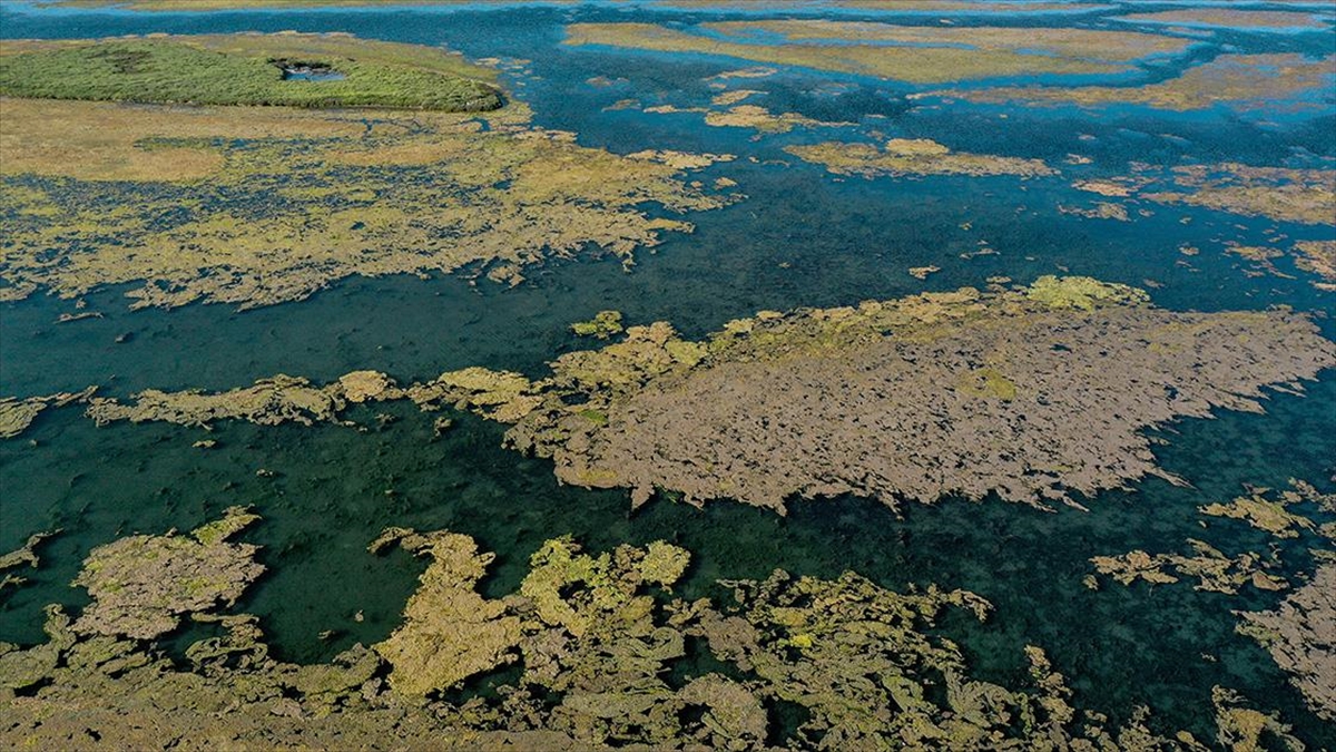 İnsan Faaliyetleri, Biyoçeşitliliğin Üzerindeki En Büyük Tehdit