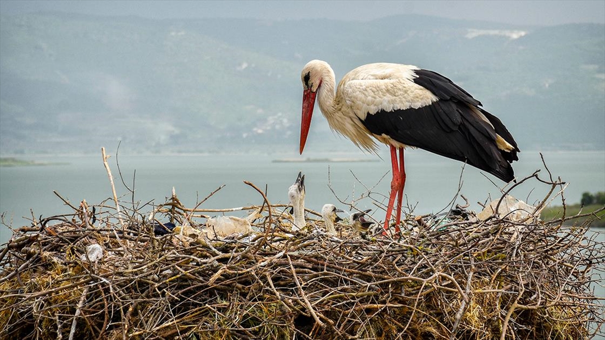 "yaren" Leylek Göl Manzaralı Yeni Yuvasında Yavrularıyla Görüntülendi