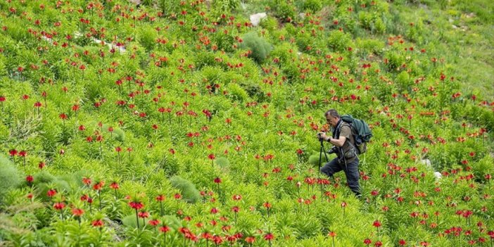 Tunceli'nin Dağlarında Ters Lalelerin Manzarası Eşliğinde Doğa Gezisi Yapıyorlar