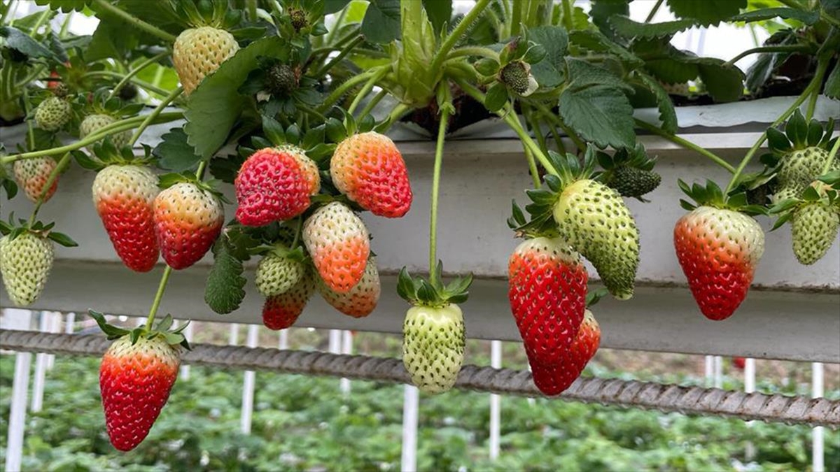 Giresun'da Çilek Üretimi Fındıktan Sonra Gelir Kaynağı Haline Geldi