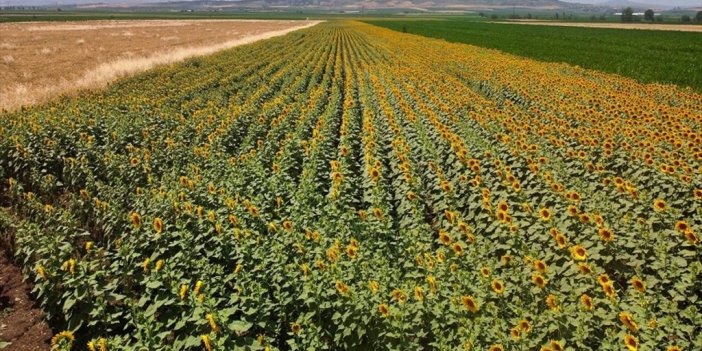 Osmaniye'de Ayçiçeği Ekim Alanı Genişliyor