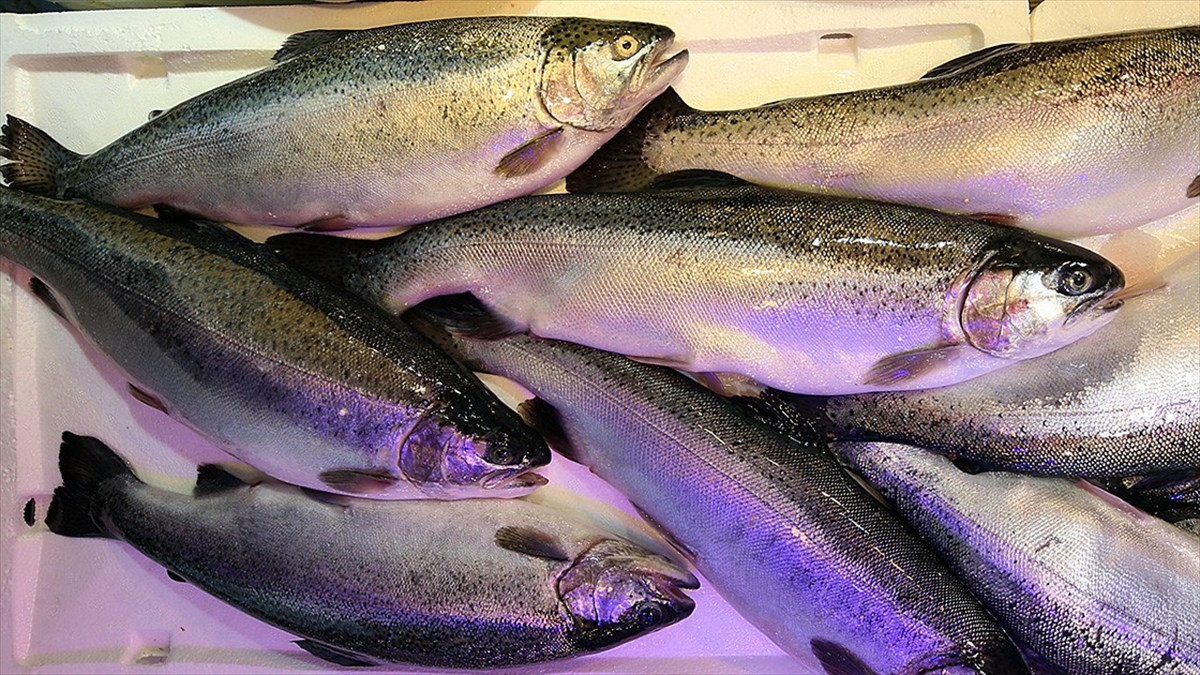 Doğu Karadeniz'den 4 Ayda 28,5 Milyon Dolarlık Türk Somonu İhraç Edildi