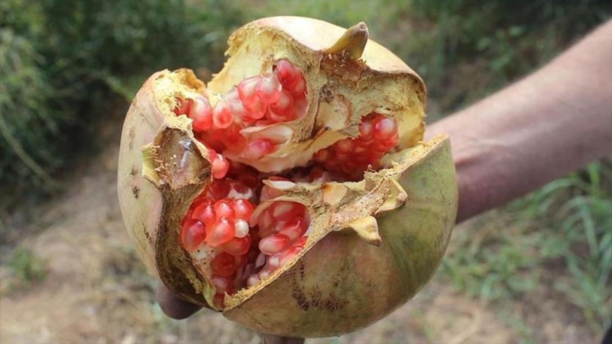 "Suruç Narı", Ab Coğrafi İşaret Tescil Belgesi Aldı