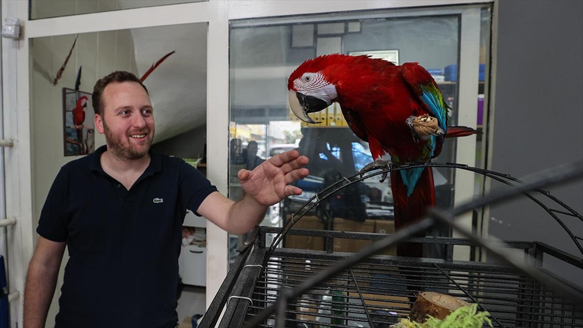 Evinden İş Yerine Götürdüğü Papağan Esnafın Neşe Kaynağı Oldu