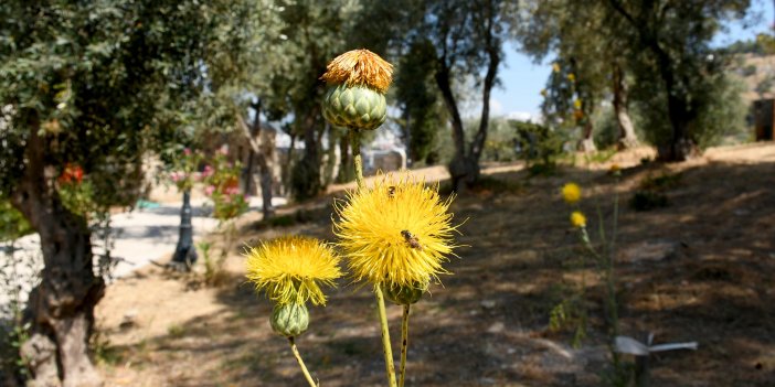TARİHİ GÜVERCİNADA KALESİ’NİN TÜLÜŞAHLARI ÇİÇEK AÇTI