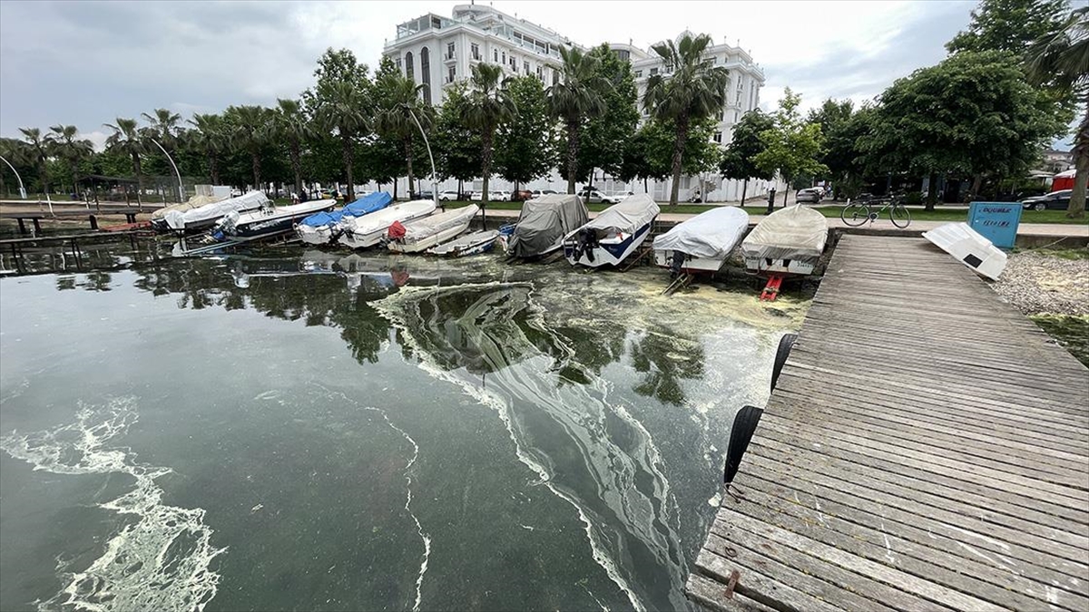İzmit Körfezi'nin Kıyı Şeridinde Sarı Ve Yeşil Renkli Tabaka Oluştu