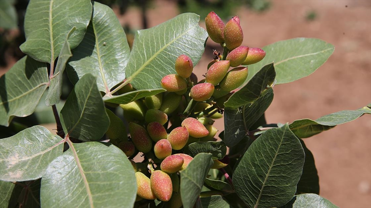 Şanlıurfa'da Bahar Yağmurları Fıstık Rekoltesinde Beklentiyi Yükseltti