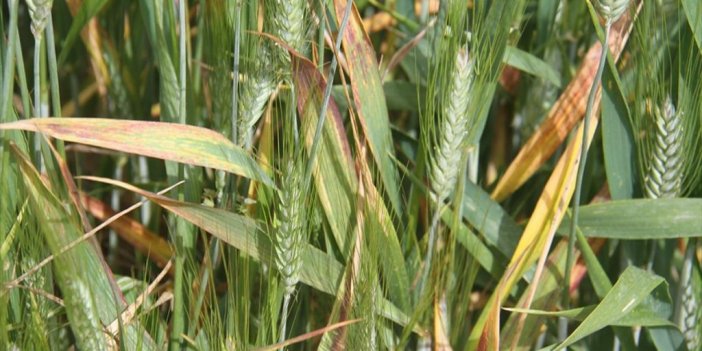 Konya Ovası'nda Hububatta Sarı Pas Hastalığı Görülüyor