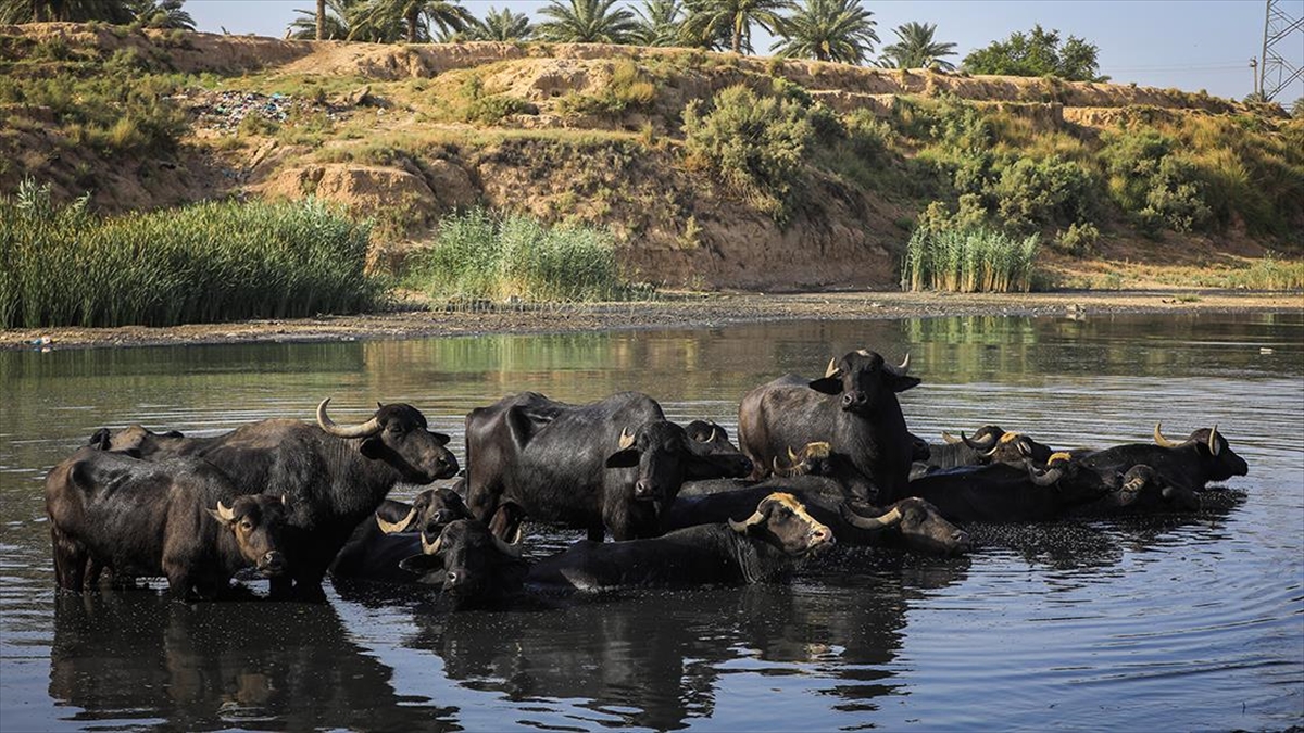 Irak'ta Manda Yetiştiriciliği Elverişsiz Koşullara Rağmen Sürüyor
