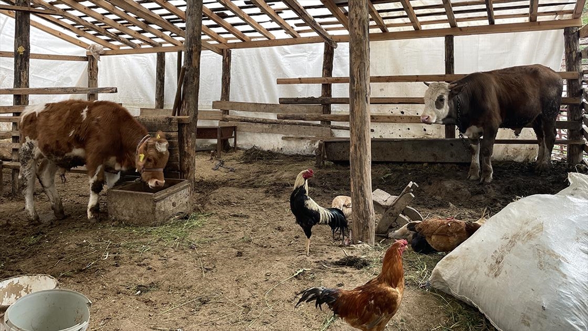 Depremzede Besiciler Devlet Desteğiyle Hayvancılığı Sürdürüyor