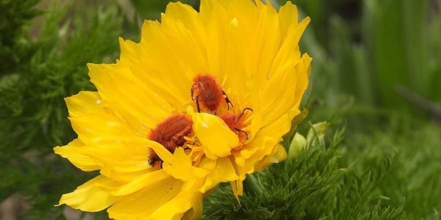 İzine 150 Yıl Sonra Tekrar Rastlanan Bitki İçin Özel Çalışma