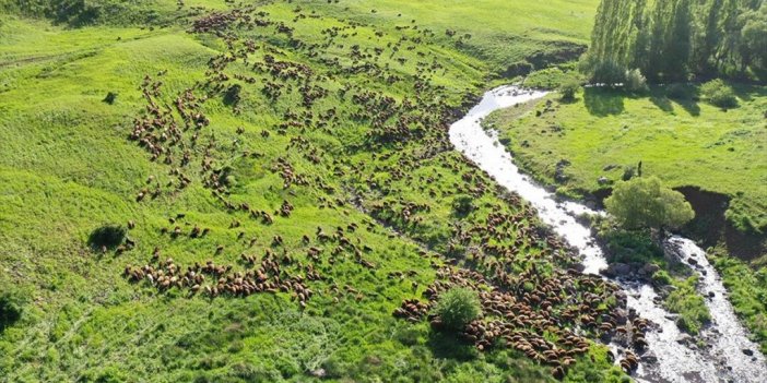 Göçerlerin Sürüleriyle Ağrı'nın Yaylalarına Zorlu Yolculuğu Sürüyor