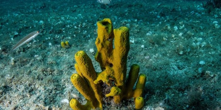 Derin Deniz Madenciliğindeki Denetim Zorluğu Ekosistem İçin Kaygıya Neden Oluyor