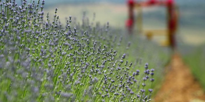 Tekirdağ'da Mor Renkli Tarlalar Ziyaretçileri İçin Hazırlandı