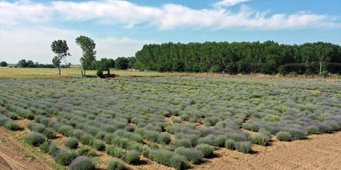 Edirne "lavanta Tarla Günleri"ne Hazırlanıyor