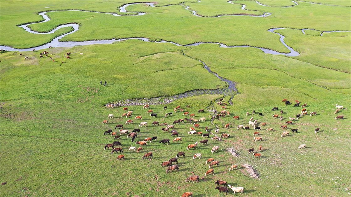 Türkiye, Hayvan Varlığında Avrupa'nın Zirvesinde