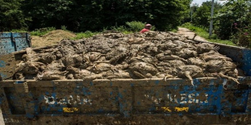 Düzce’de Sel 160 Bin Tavuk 59 İnek 160 Koyun Telef Oldu
