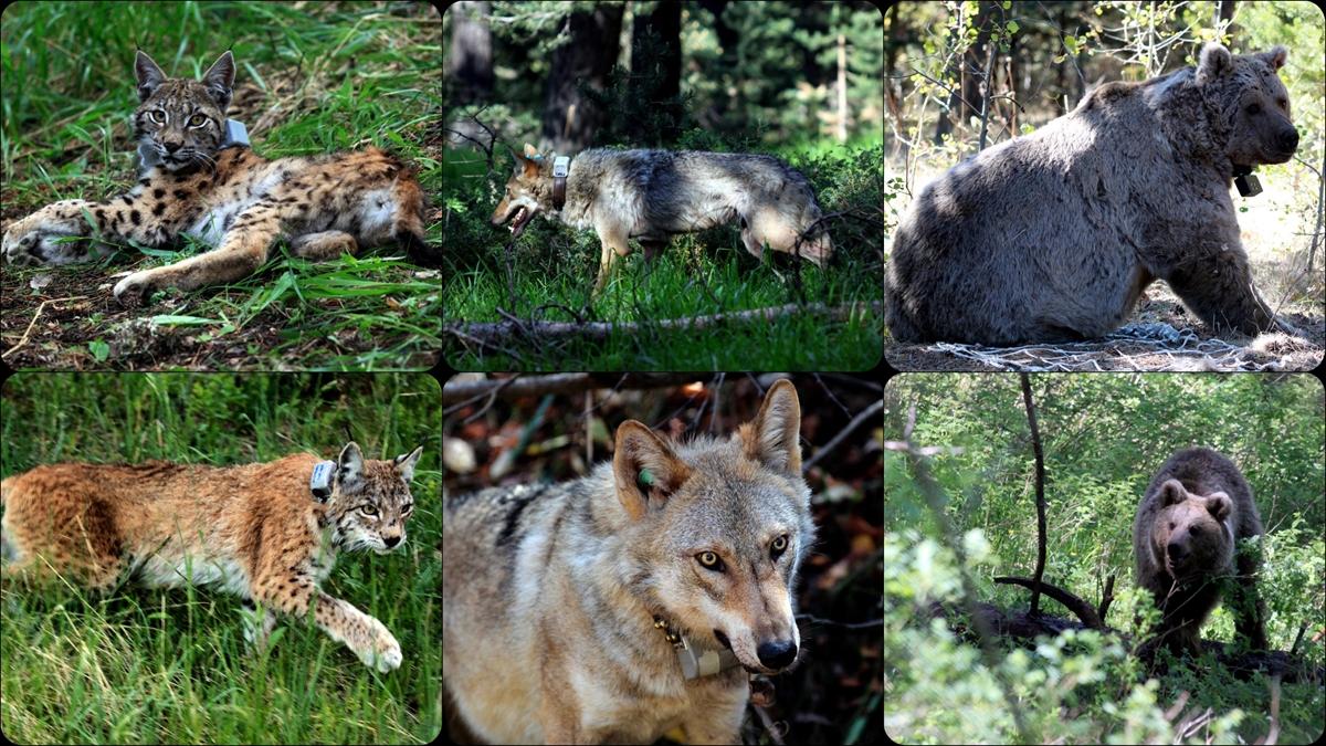 Yabani Memelilerin Kovid-19 Kaynaklı Kısıtlama Sürecinde Daha Fazla Hareket Ettikleri Belirlendi