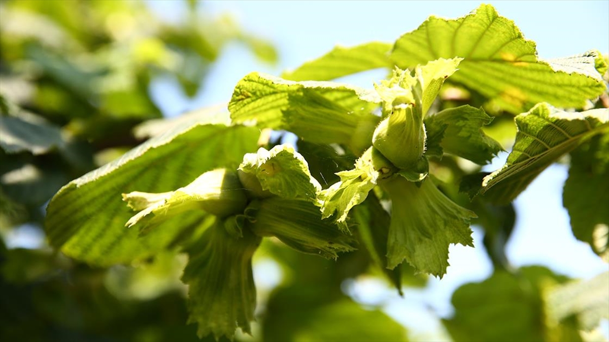 Fındığın Genotipleri Marmara, Ege Ve Doğu Anadolu'da Da Araştırılıyor