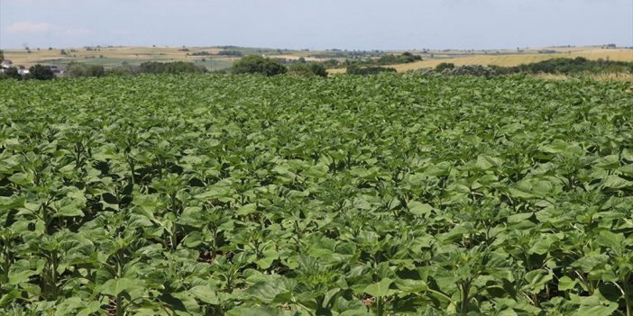Edirne'deki Yağışlar Ayçiçeğinin Gelişimine Destek Oldu