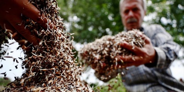 Düzce'de Ürün Çeşitliliği Amaçlı Ekilen Siyah Pirincin Verimi Üretim Alanını Genişletti