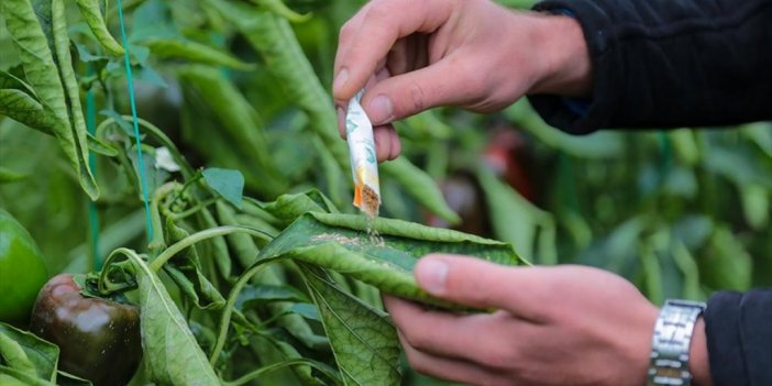Zararlılarla Mücadelede Zirai İlaç Yerine Faydalı Böcek Uygulaması Yaygınlaşıyor