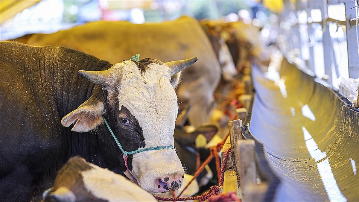 İstanbul'da Kaçak Kurbanlık Getirenlere Göz Açtırılmıyor