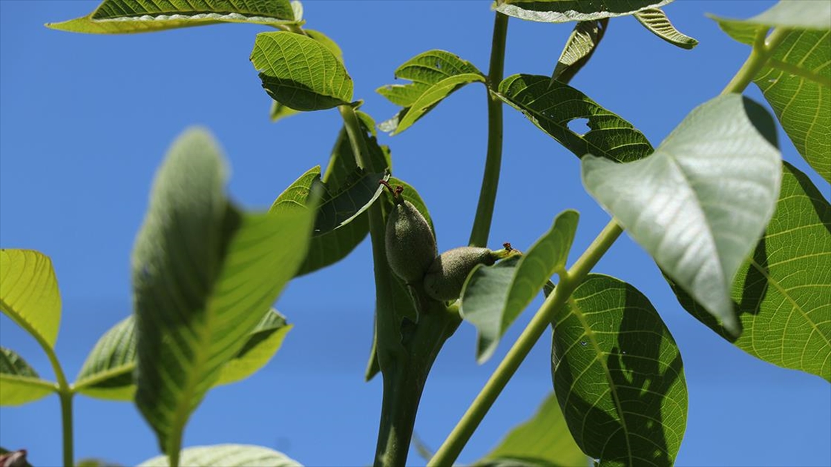 Çorak Araziyi Ceviz Fideleriyle Yeşerten Çiftçi İlk Mahsulü Toplamaya Hazırlanıyor