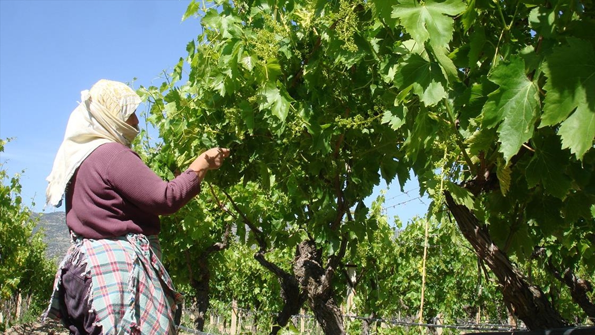 Manisa'da Asma Yaprakları Depremzedeler İçin De Toplanıyor