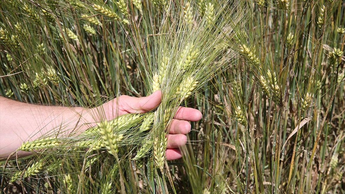 Hububattaki Sarı Pas Hastalığının Önüne Yağmurdan Etkilenmeyen Zirai İlaçlarla Geçilebilir