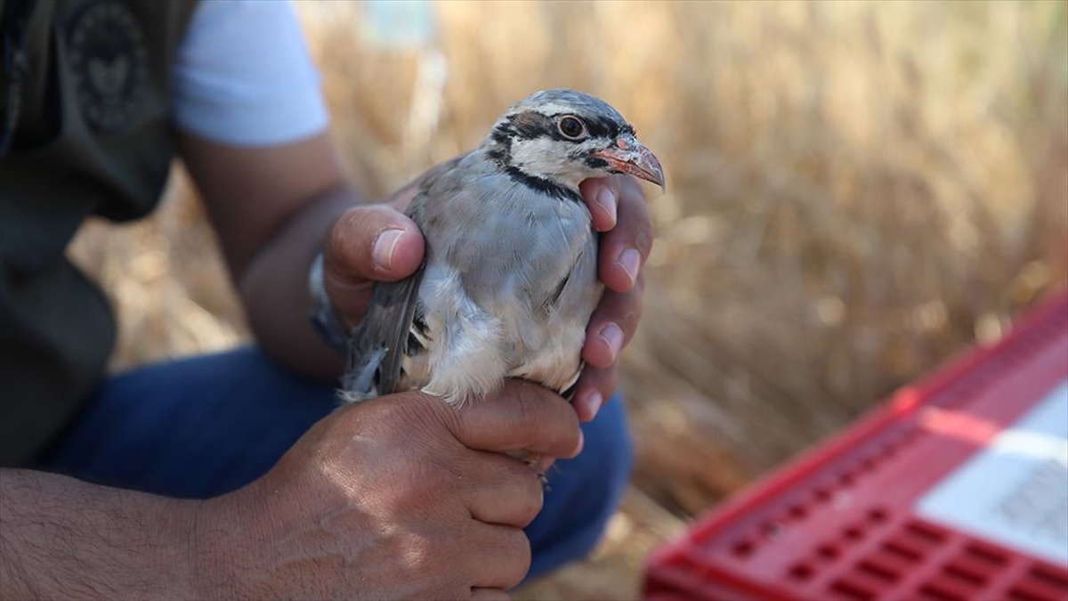 Çanakkale Ovalarında Süne Zararlısına Karşı Mücadelede "keklik" Başarısı