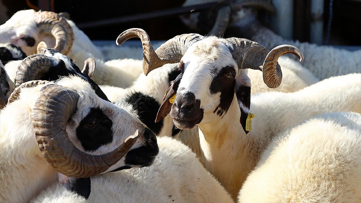 Yetiştiricilerden Kurbanlık Alacaklara "küpe" Ve "pasaport" Uyarısı