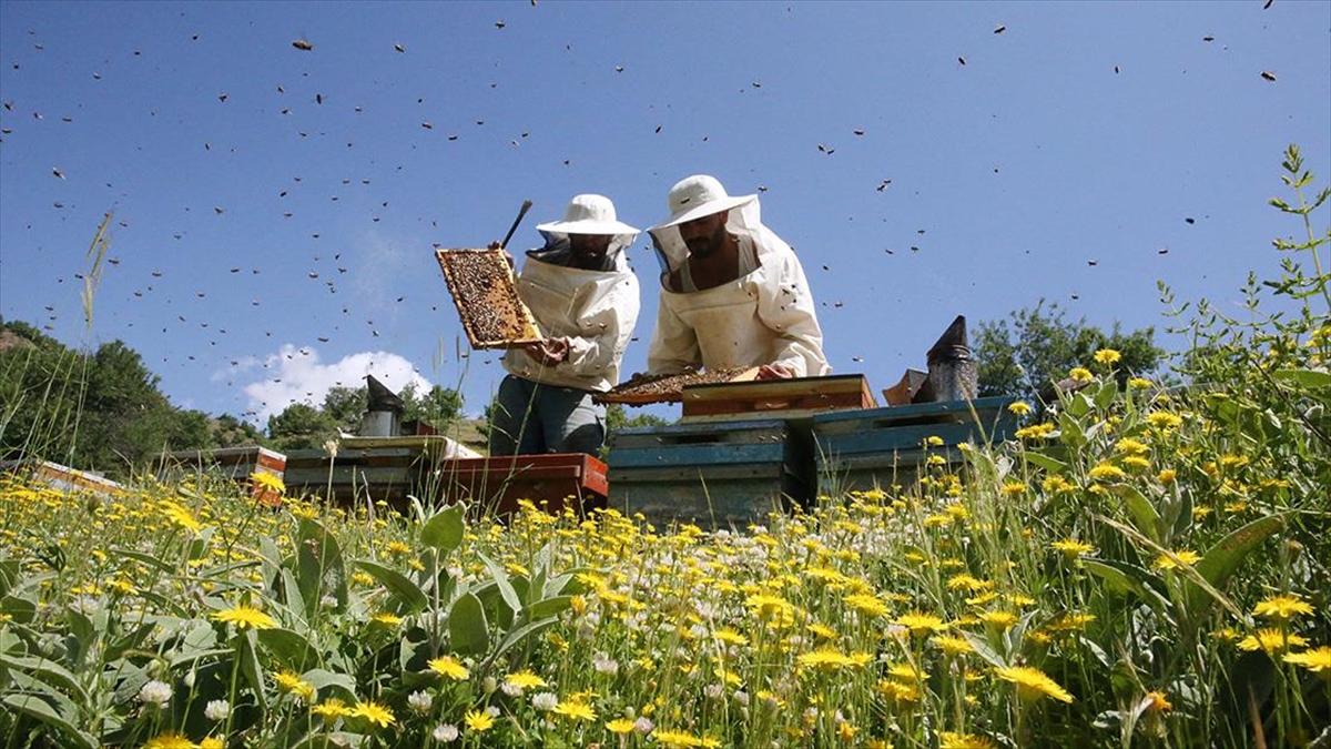 Gezgin Arıcılar, Hizan'ın Zengin Floralı Yaylalarını Tercih Ediyor