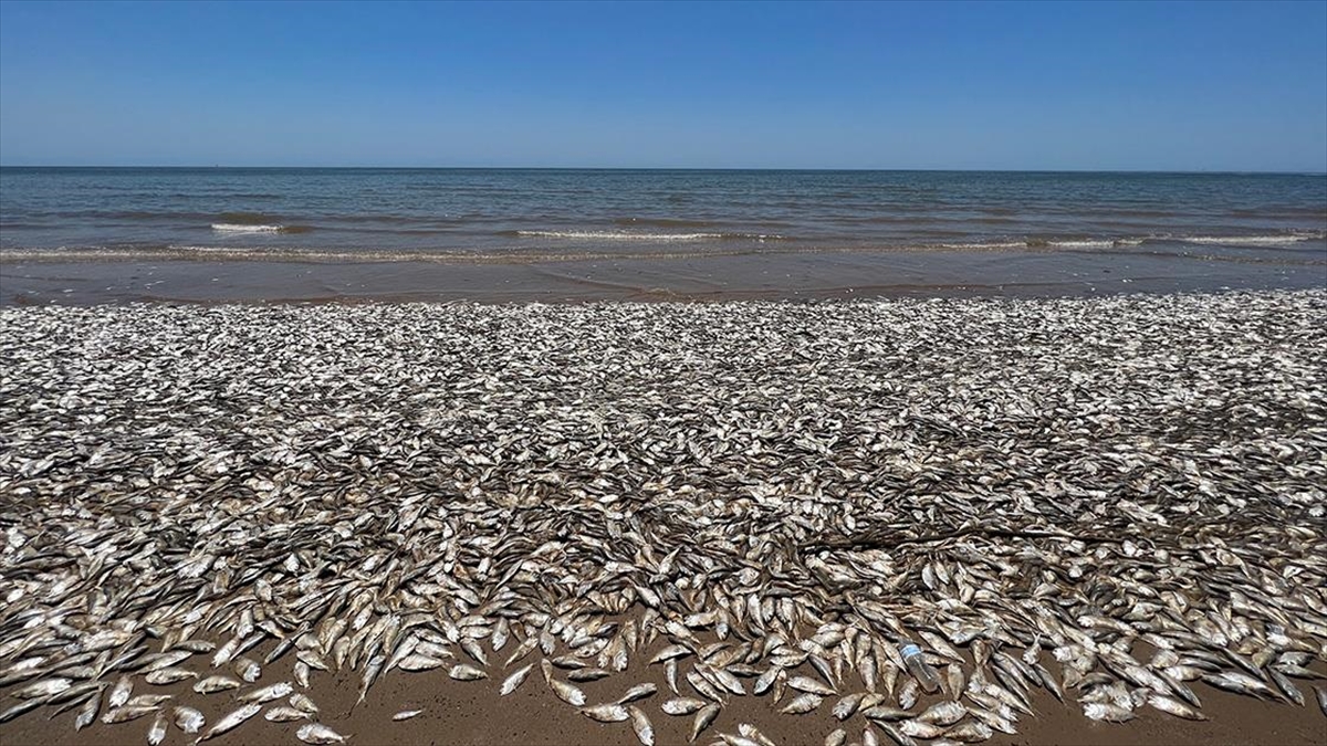ABD'nin Güney Sahillerinde Binlerce Balık Kıyıya Vurdu