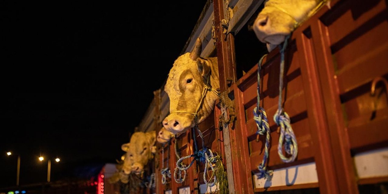 Kurbanlık Hayvanlar İstanbul’a Getirilmeye Başlandı