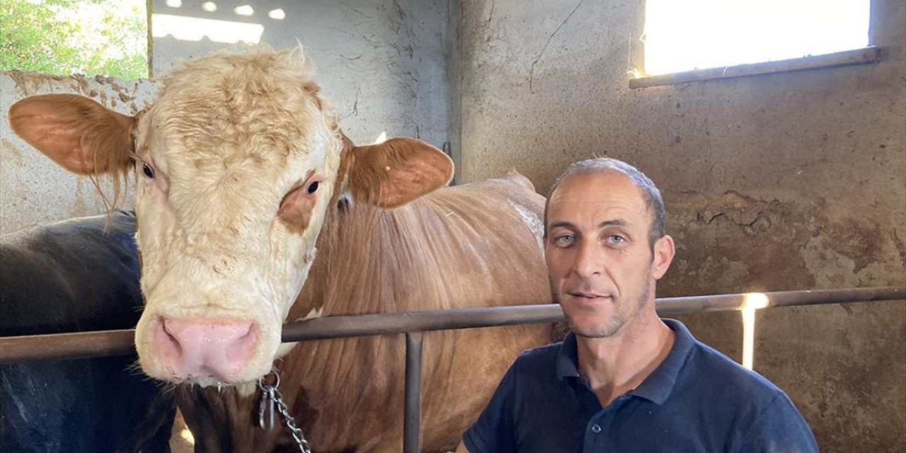 Çanakkaleli Besici 1 Ton 150 Kilogramlık Kurbanlığı Satışa Çıkardı