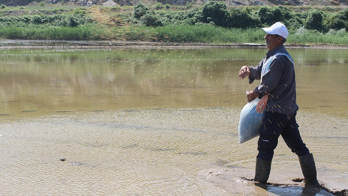 Manyas Ve Gönen Ovalarında Çeltik Ekimi Gecikmeli Başladı