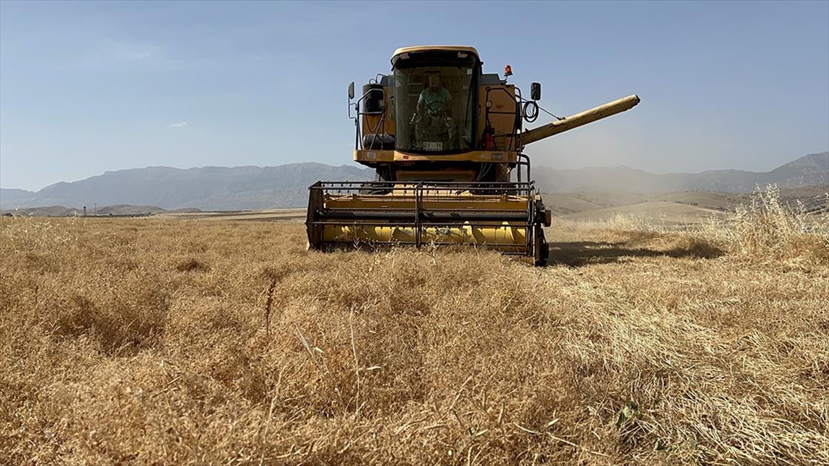 Şırnak'ta Tarıma Kazandırılan Atıl Araziler Mercimek Üretimiyle Canlandı