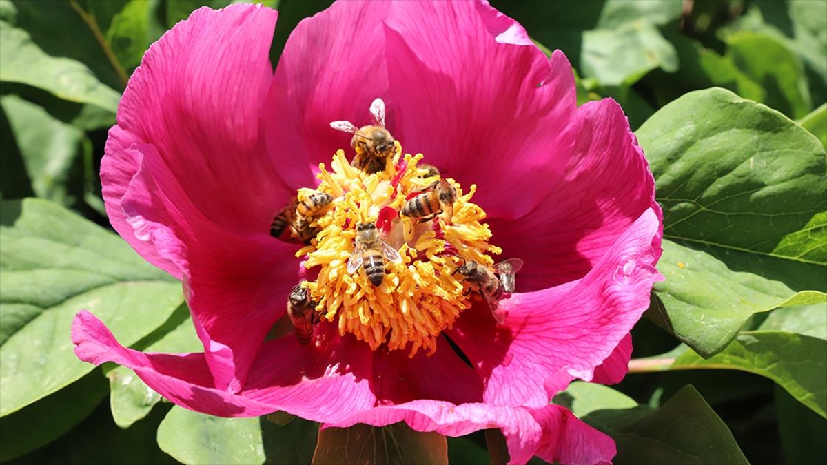 Kahramanmaraş'ta Şakayık Ve Yabani Orkideler Çiçek Açtı