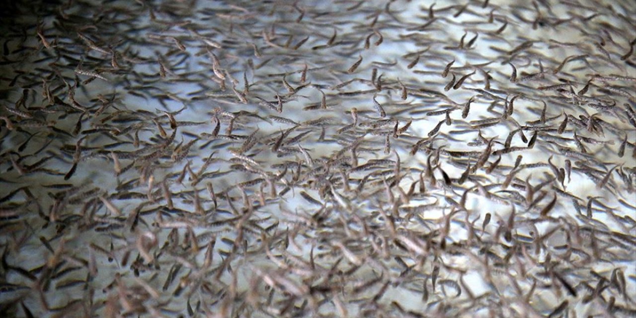 Kayseri'nin Pınarbaşı İlçesinde 220 Milyon Adede Ulaştı