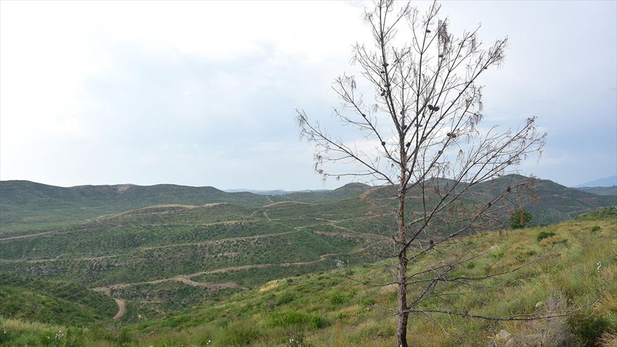 Manavgat'ta Yanan Ormanlık Alanlarda Yeşeren Fidanlar 50 Santimetreye Ulaştı