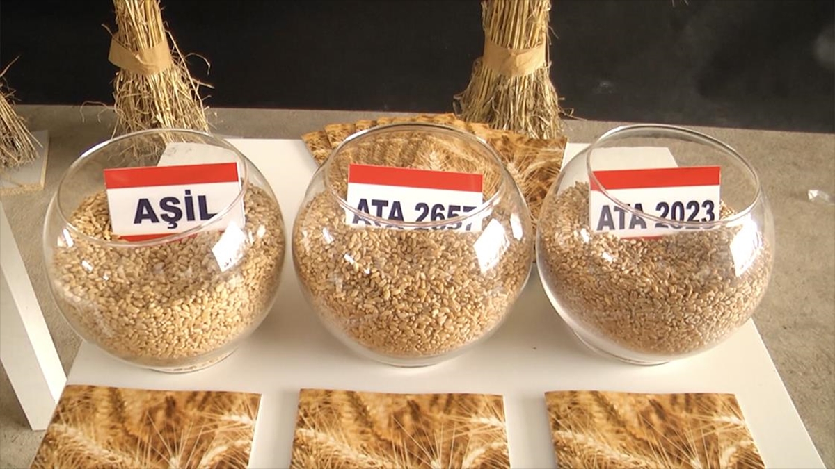 Milli Ve Yerli Tohumlar "tarla Günü"nde Görücüye Çıktı