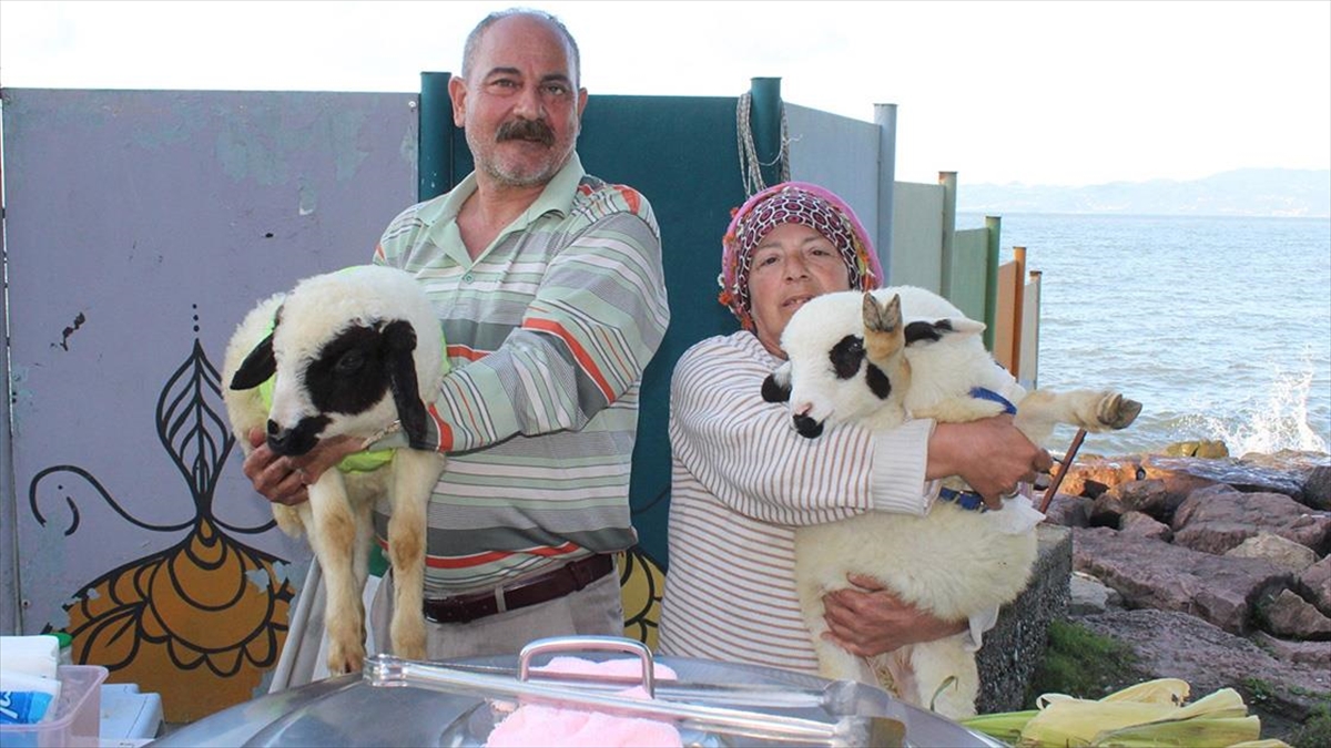 Apartman Dairesinde Baktığı Kuzuları "çilek" Ve "mazlum"u Yanından Ayırmıyor