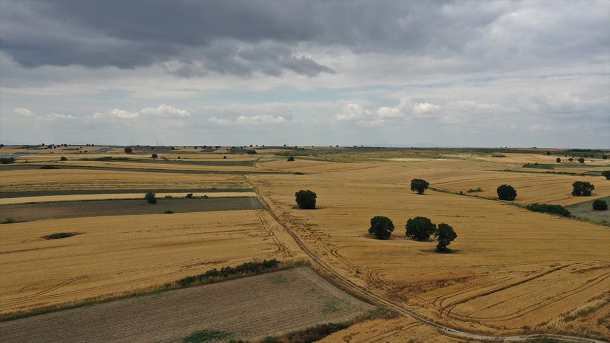 Trakya'da Bahar Yağmurları Buğdayda Rekolte Beklentisini Yükseltti
