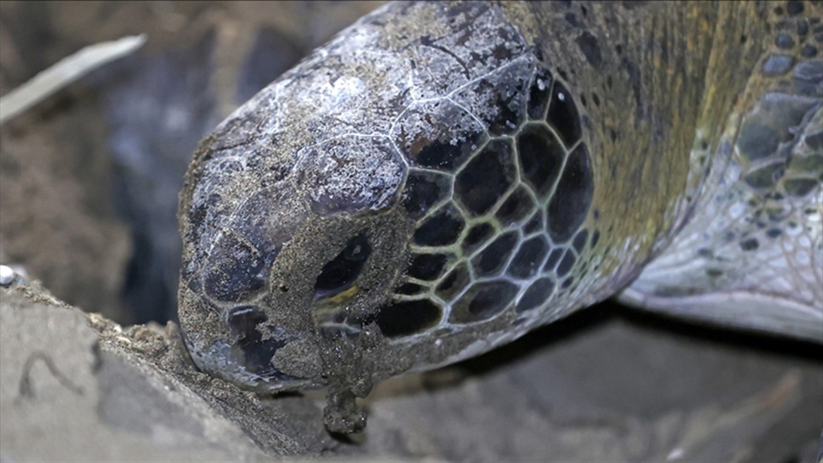 Küresel Isınma Yeşil Deniz Kaplumbağası Popülasyonu İçin Risk Oluşturuyor