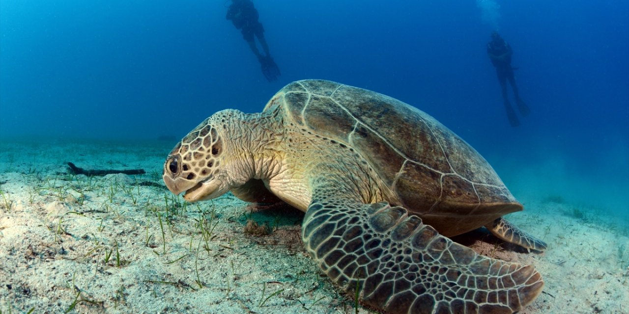 Kumsalda Kilometrelerce Yürüyüp Caretta Caretta Yuvalarını Kayıt Altına Alıyorlar